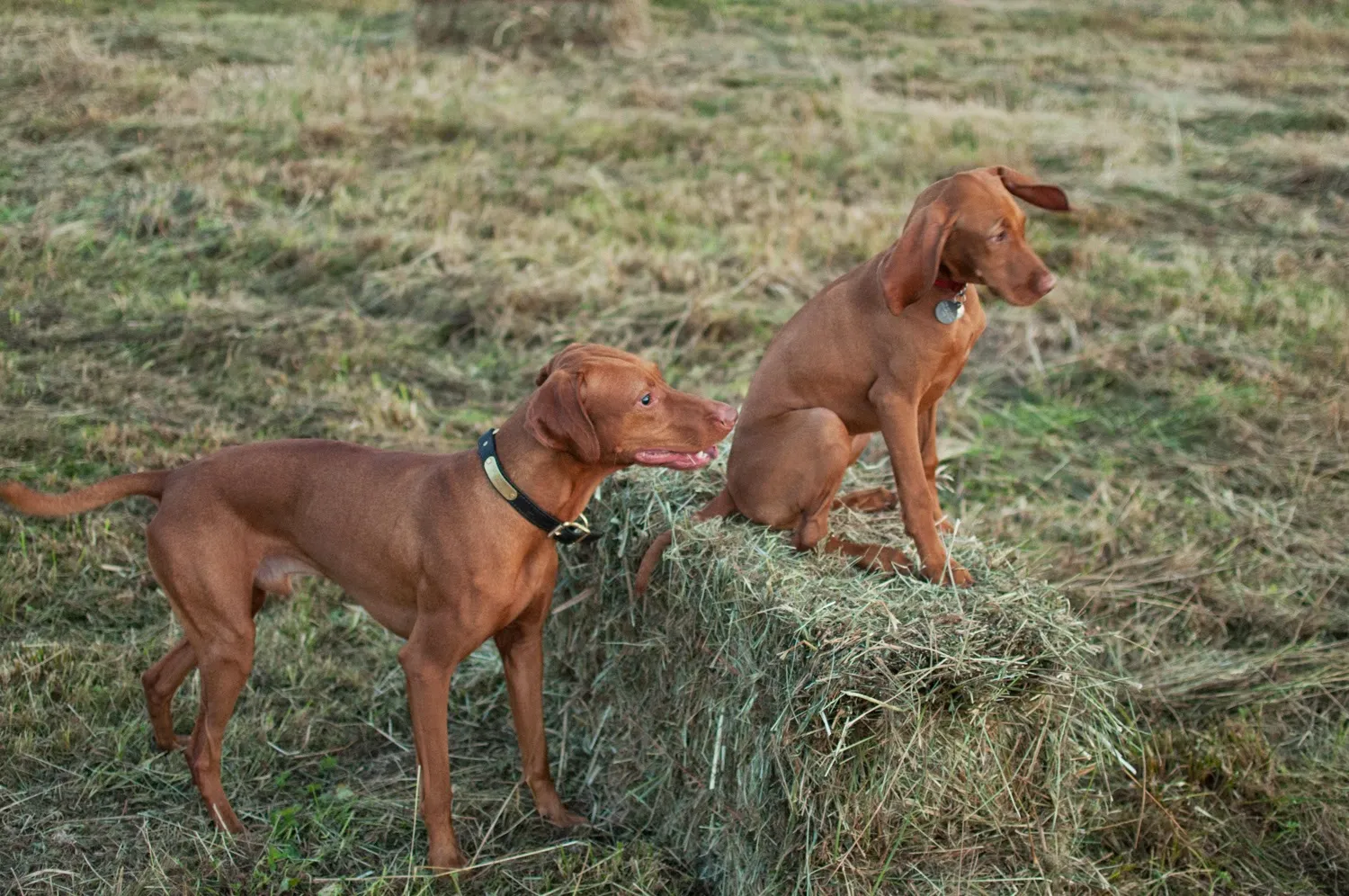 Hunting or show, these dogs are gorgeous