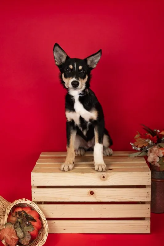 Husky German Shepherd Mix (#969-25), female puppy 17 weeks spayed