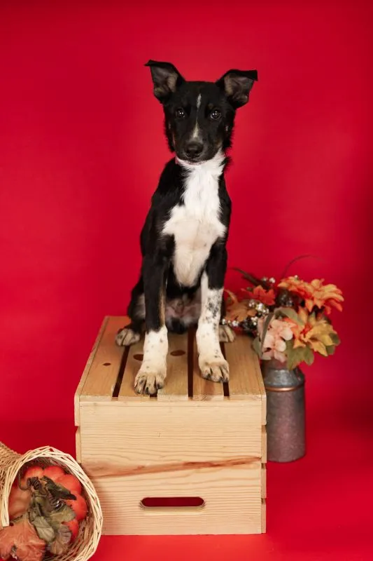 Husky German Shepherd Mix (#970-25), male puppy 17 weeks neutered