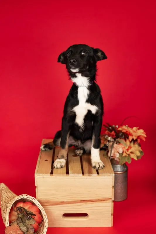 Husky German Shepherd Mix (#971-25), female puppy 17 weeks spayed