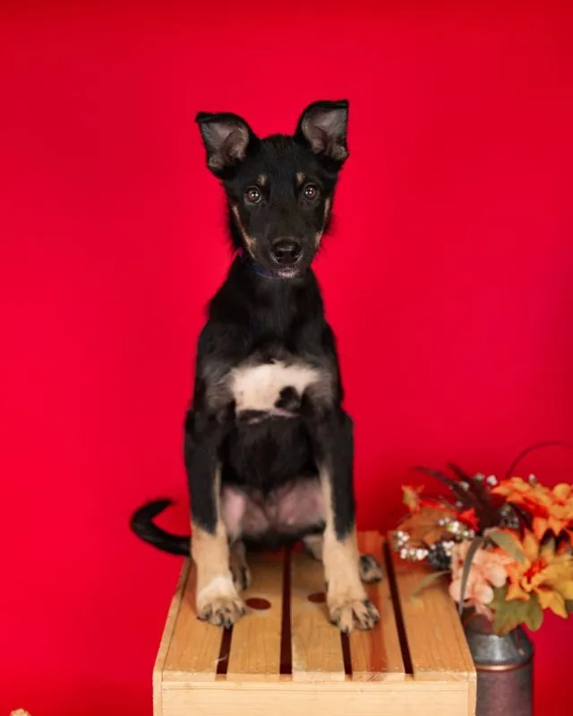 Husky German Shepherd Mix (#972-25), male puppy 17 weeks neutered
