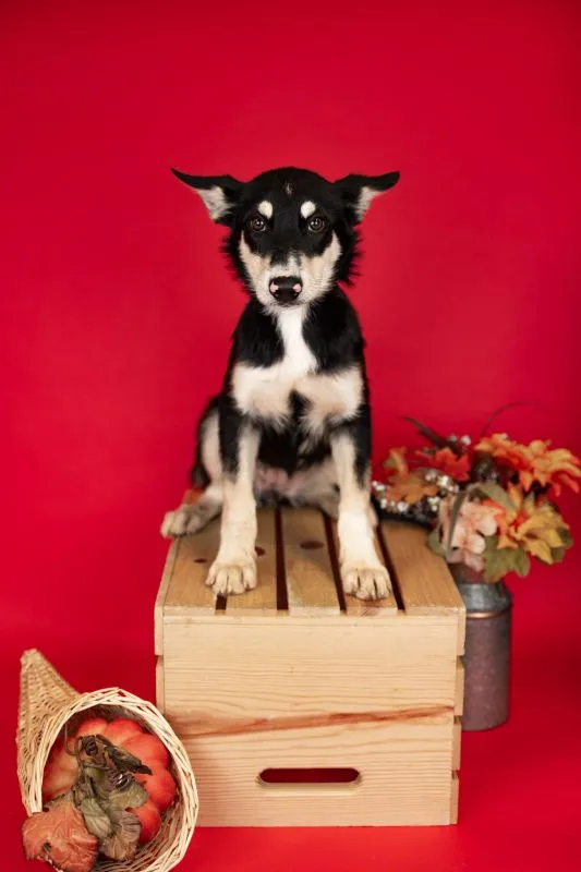 Husky German Shepherd Mix (#973-25), female puppy 17 weeks spayed