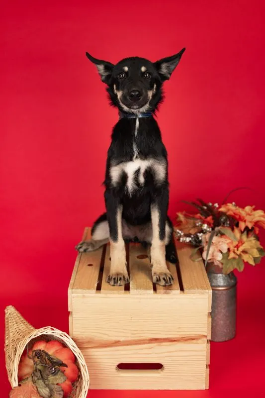 Husky German Shepherd Mix (#974-25), female puppy 17 weeks spayed