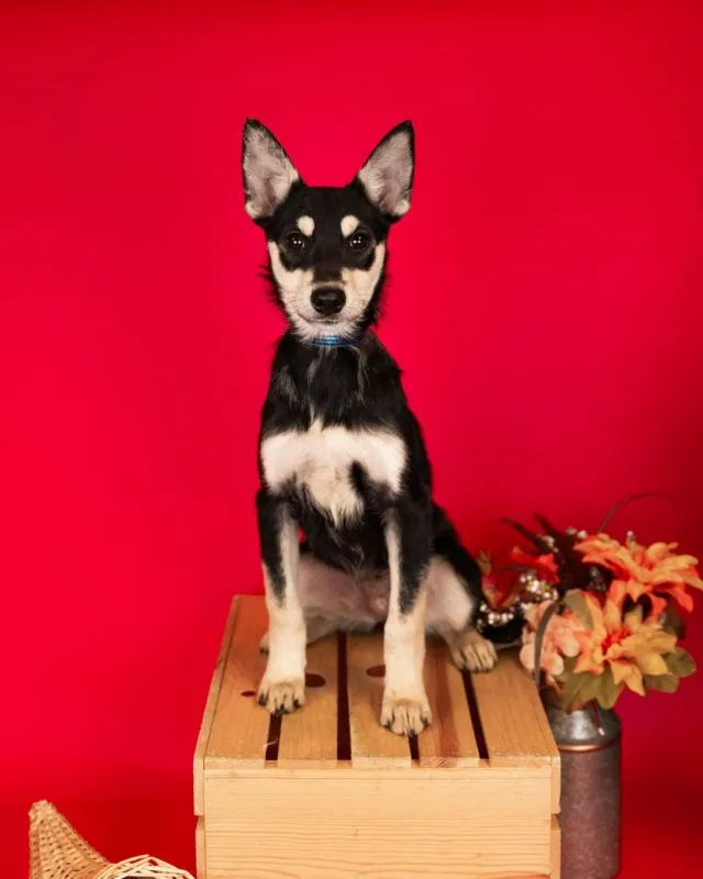 Husky German Shepherd Mix (#975-25), female puppy 17 weeks spayed