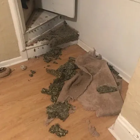 Husky tore up carpet and stairs in home after escaping wire crate