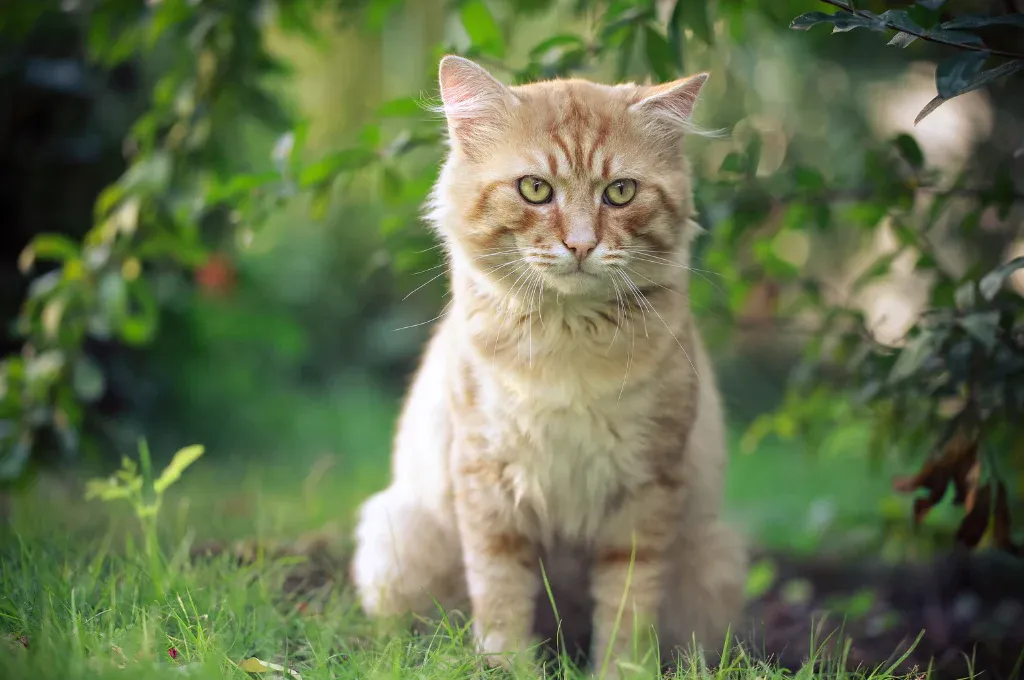 Iconic gray and white tom cat illustration evoking classic cartoon style