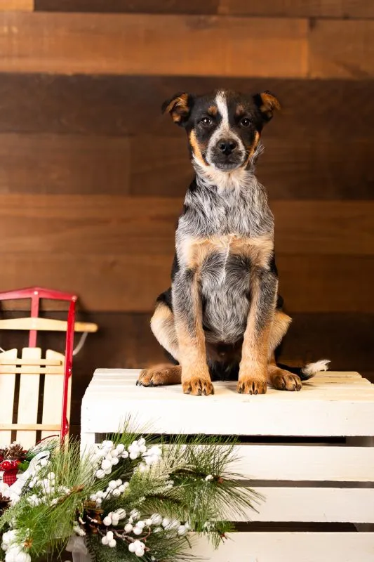 Ike (#995-25), cute Australian Shepherd Heeler Mix male puppy at 14 weeks