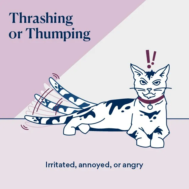 Illustration of a cat thrashing its tail