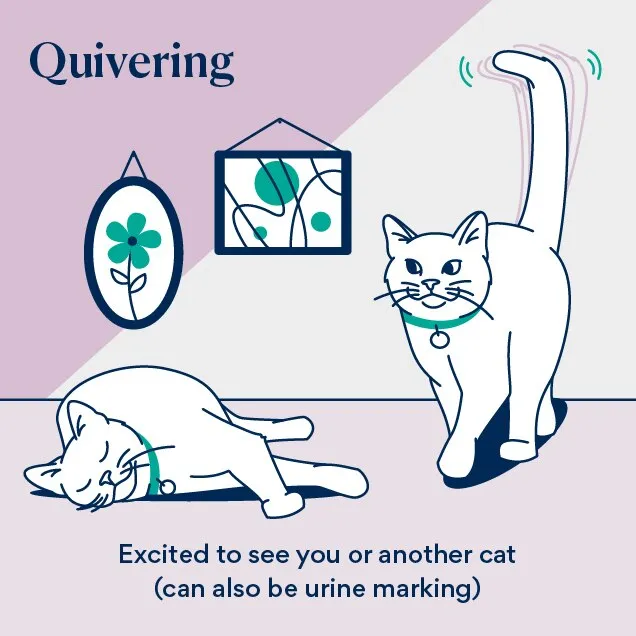 Illustration of a cat with quivering tail
