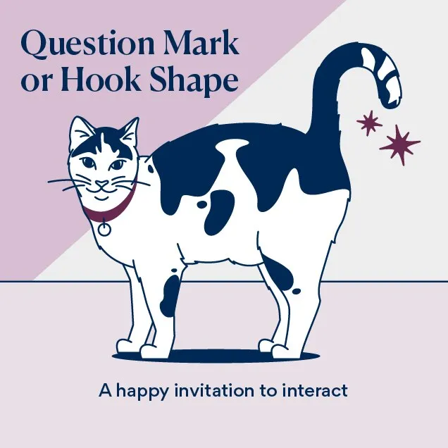Illustration of a cat with tail in question mark shape