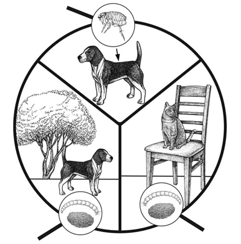 Illustration of a dog in a yard, a cat on an indoor chair, and magnified images of an adult flea, eggs, and larva.