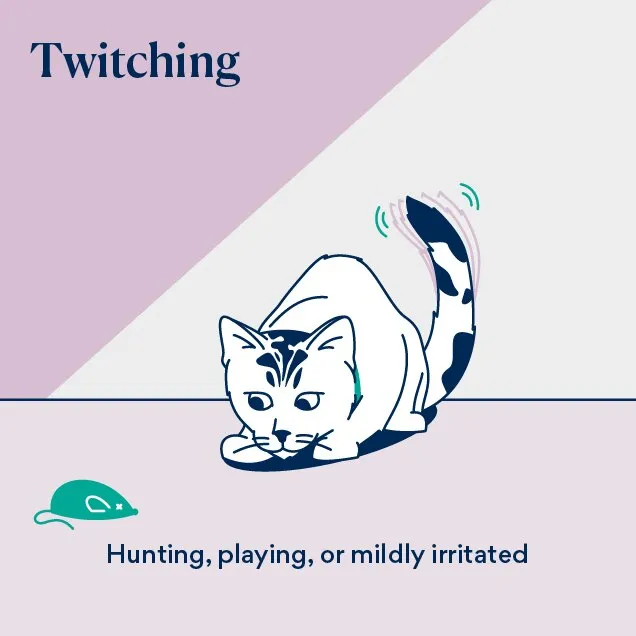 Illustration of cat tail language with twitching tail