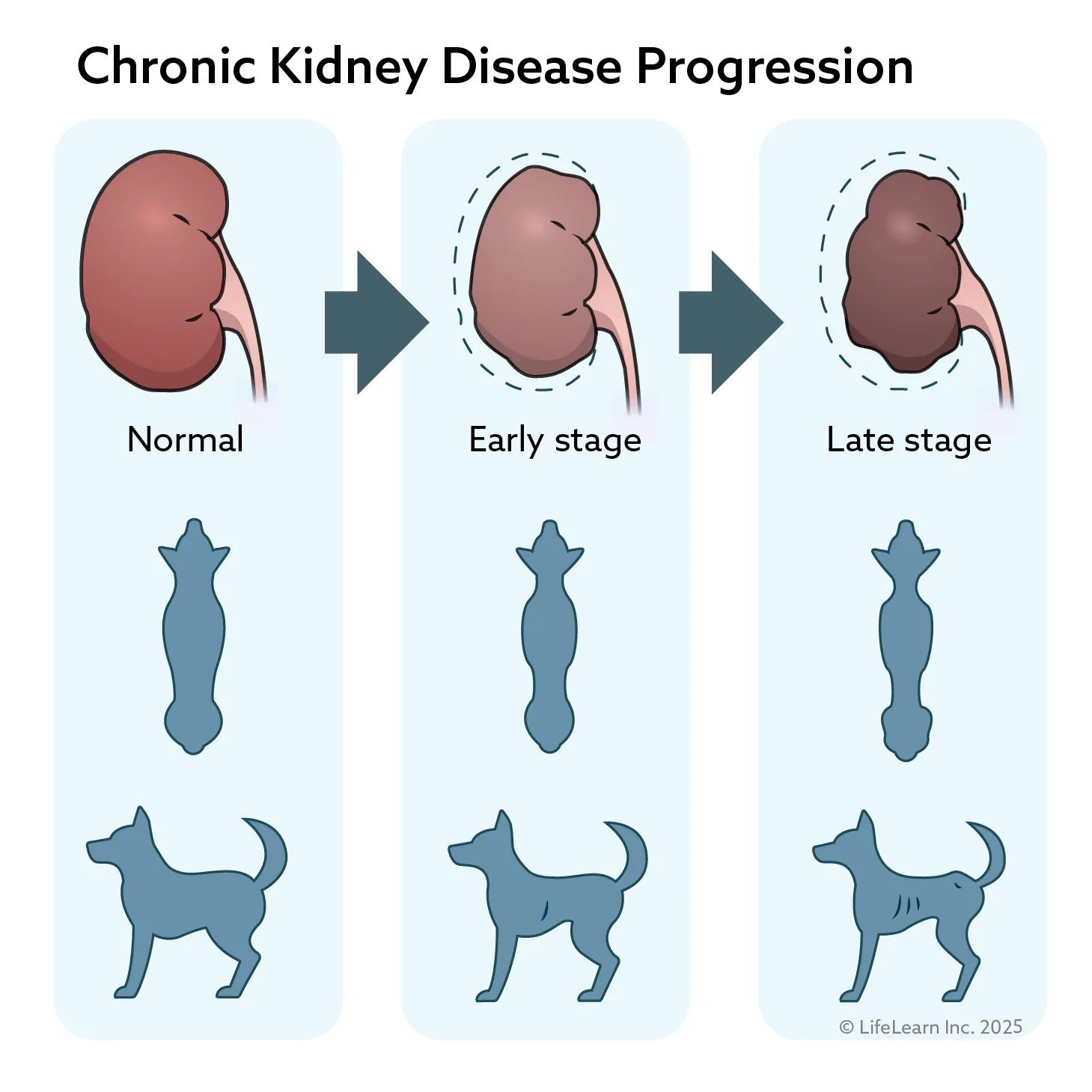 Illustration of kidney disease progression in dogs
