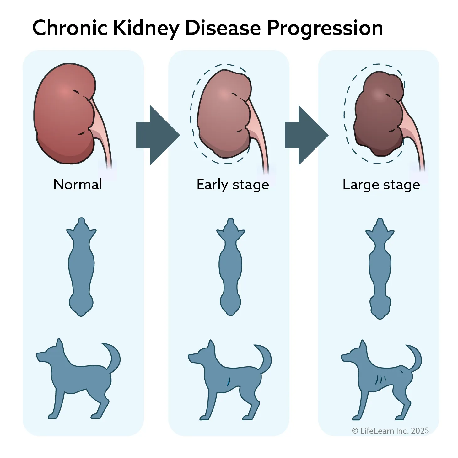 Illustration of kidney disease progression in pets