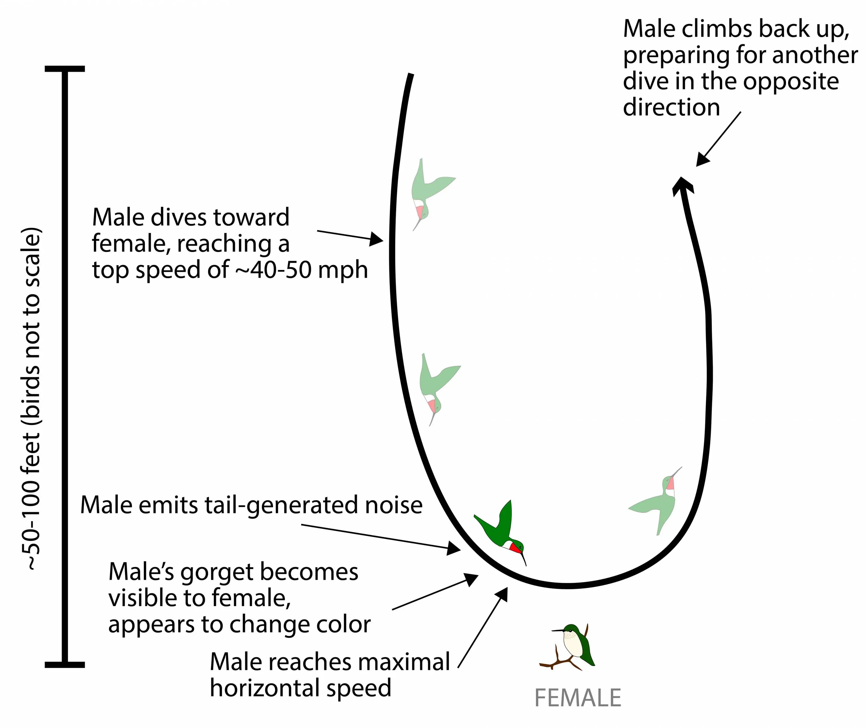 Illustration of the flight pattern and courtship rituals of hummingbirds