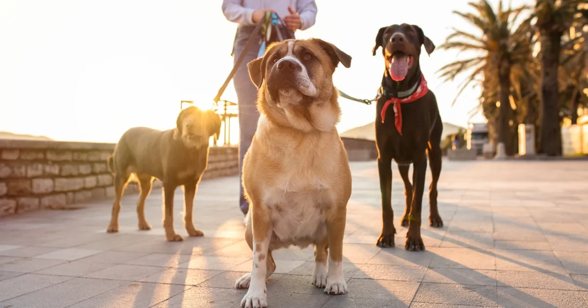 Illustration understanding low-shedding dogs