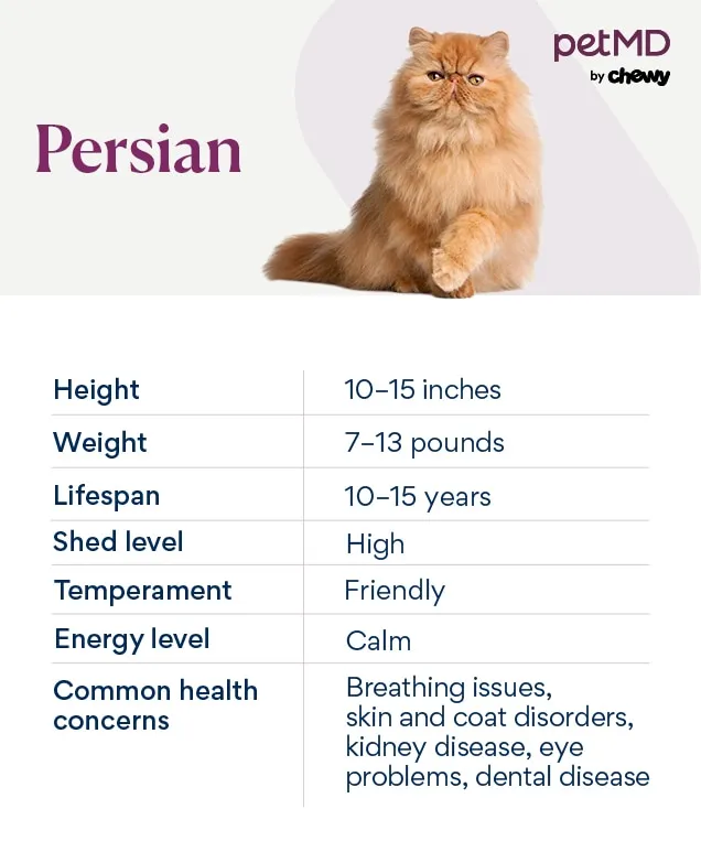 Illustrative depiction of a Persian cat's breed characteristics