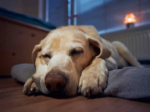Image of a dog sleeping