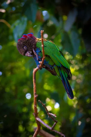 Imperial Amazon parrot perched on a tree branch.