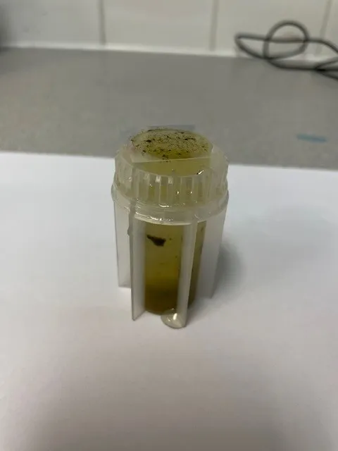 In-house fecal flotation using zinc sulfate to identify parasites