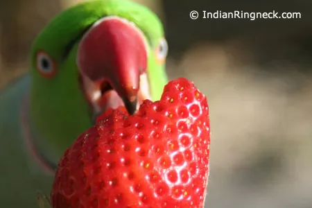 Indian Ringneck parrot munching on fresh fruits like apples and grapes