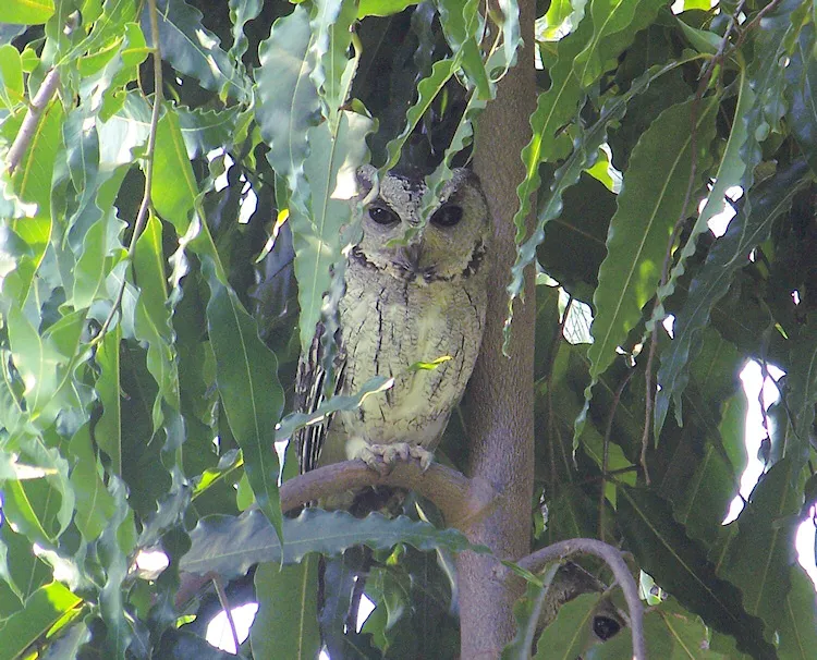 Indian Scops Owls camouflaged and resting peacefully at their roost in Central India