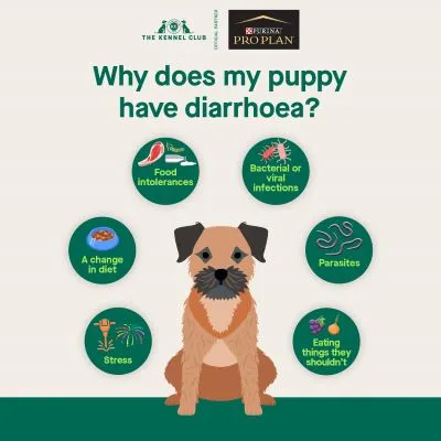 Infographic about puppy diarrhea