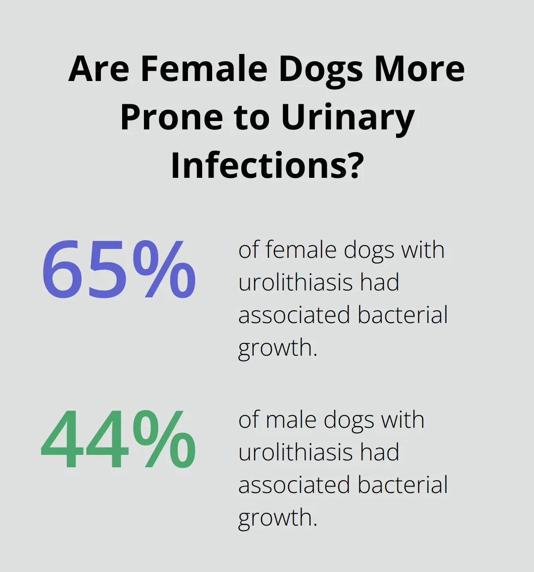 Infographic detailing if female dogs are more prone to urinary infections