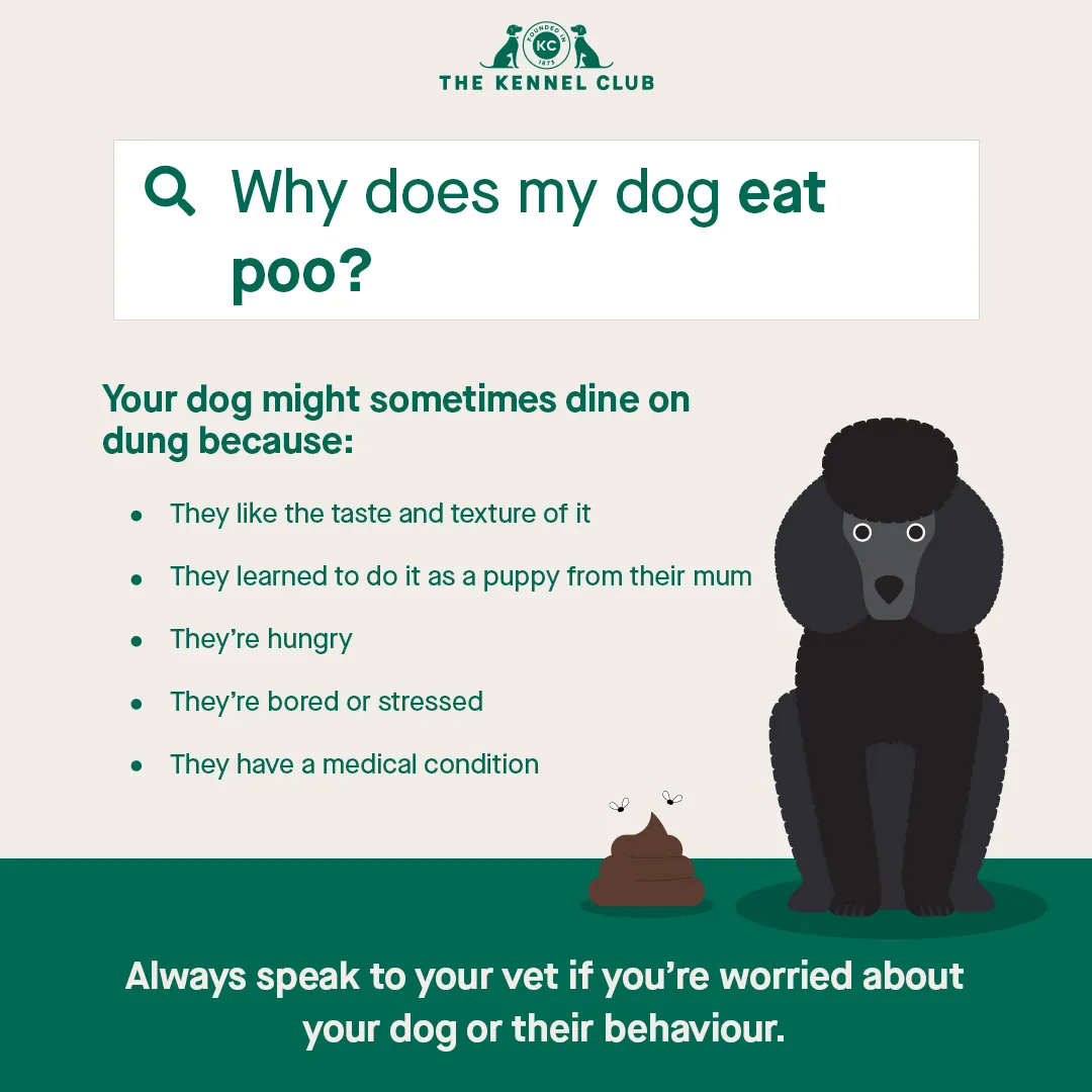 Infographic detailing why dogs eat poop and what to do.