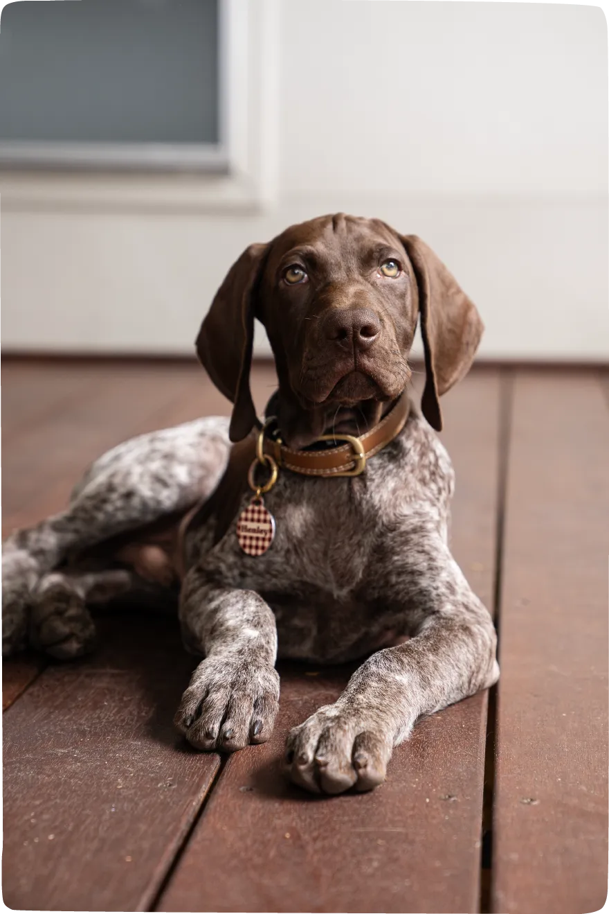 Infographic illustrating feeding guidelines for puppies based on age and weight.