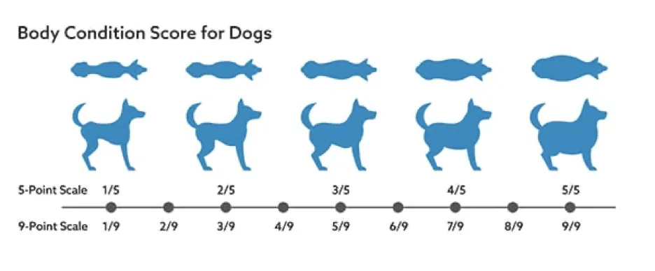 Infographic illustrating the Body Condition Score (BCS) index for dogs, showing different body types from emaciated to obese with corresponding scores