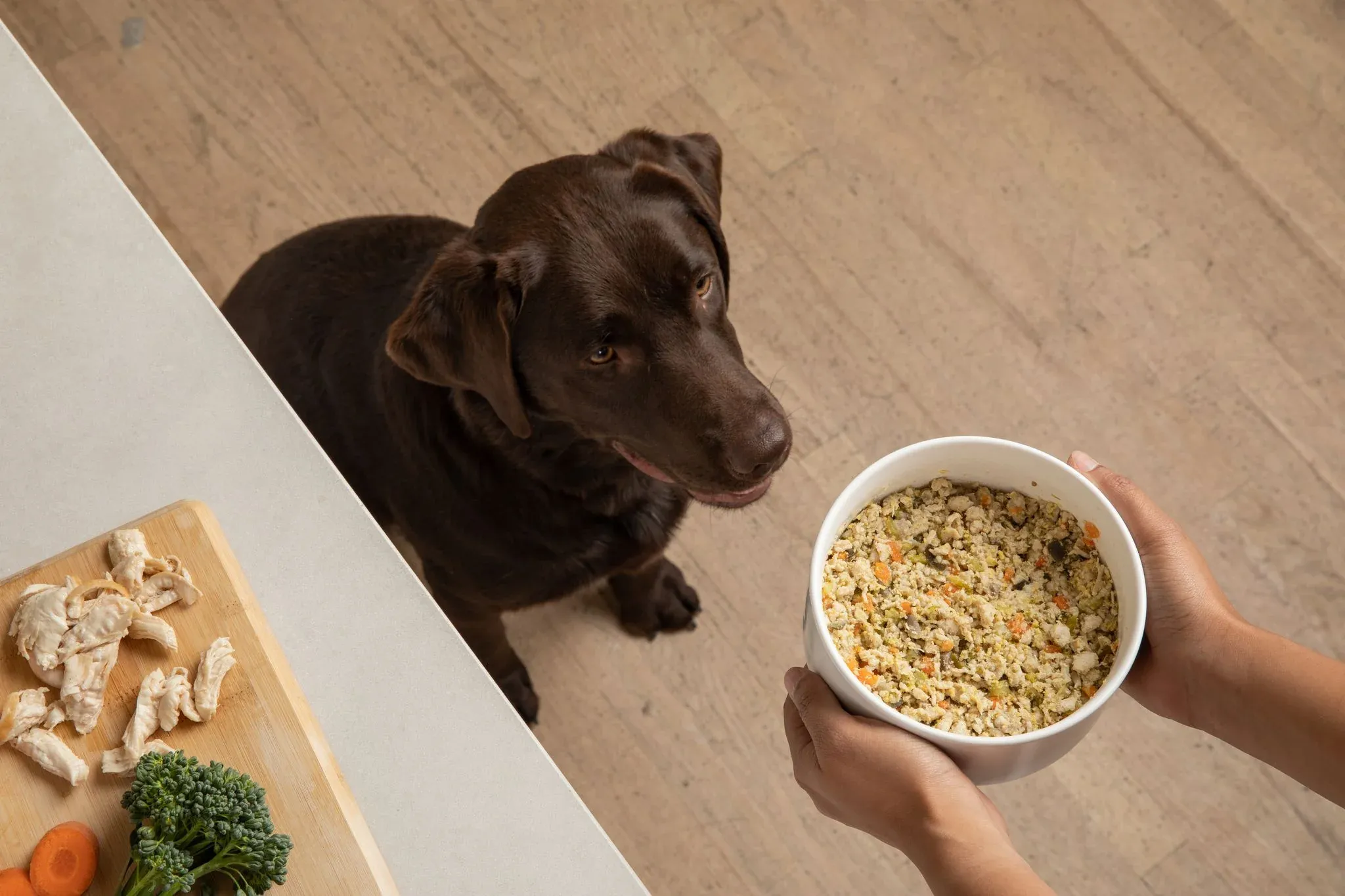 Ingredients for kidney-friendly dog meals including lean proteins and veggies