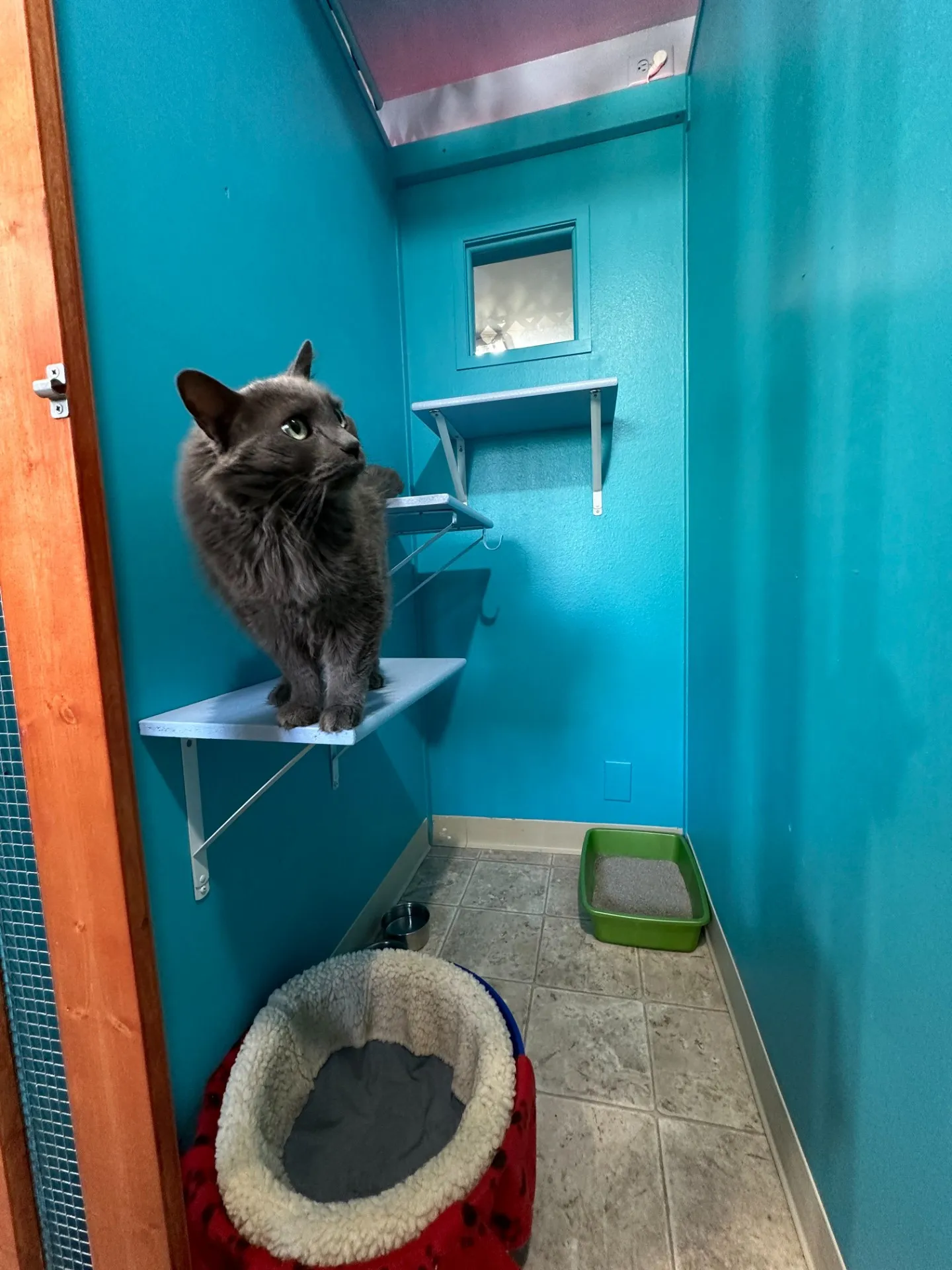 Interior view of kitty townhouse with climbing space