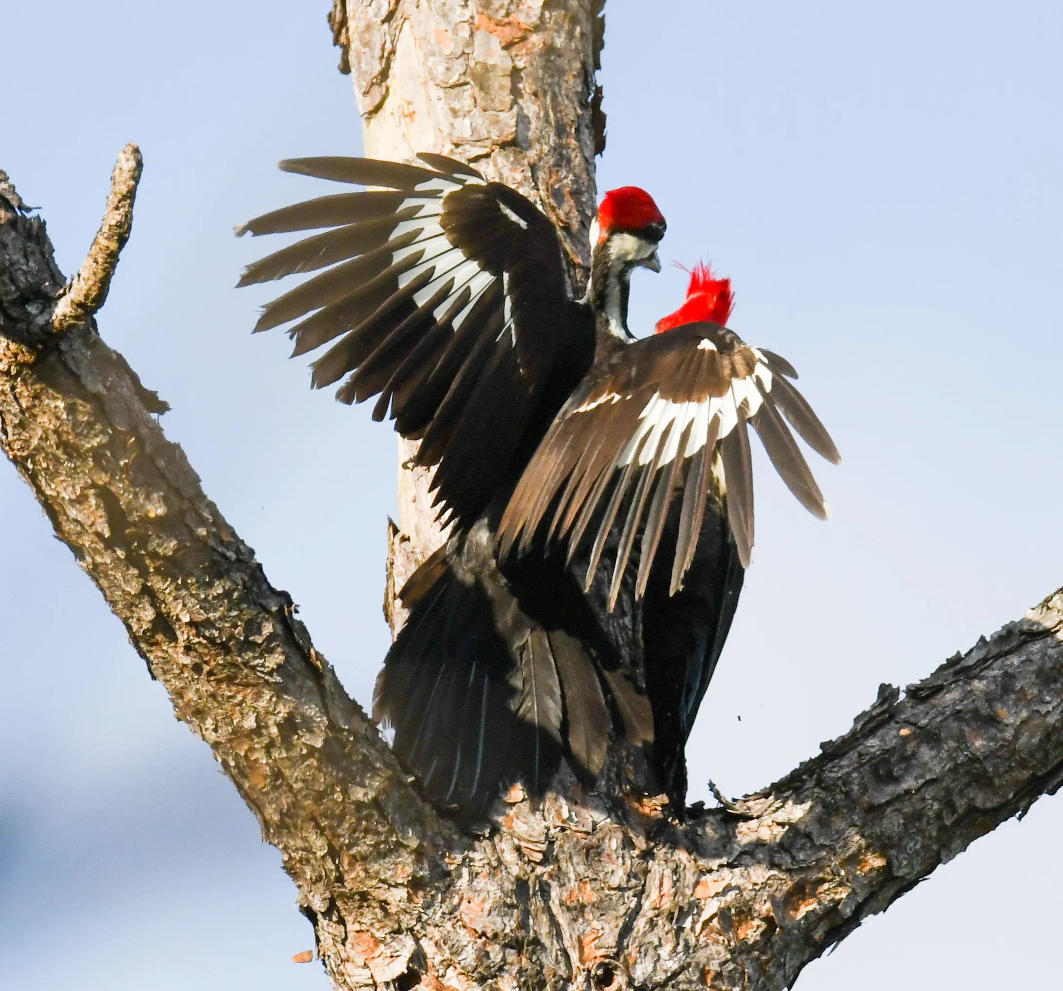Intimate view of Pileated pair during nest building
