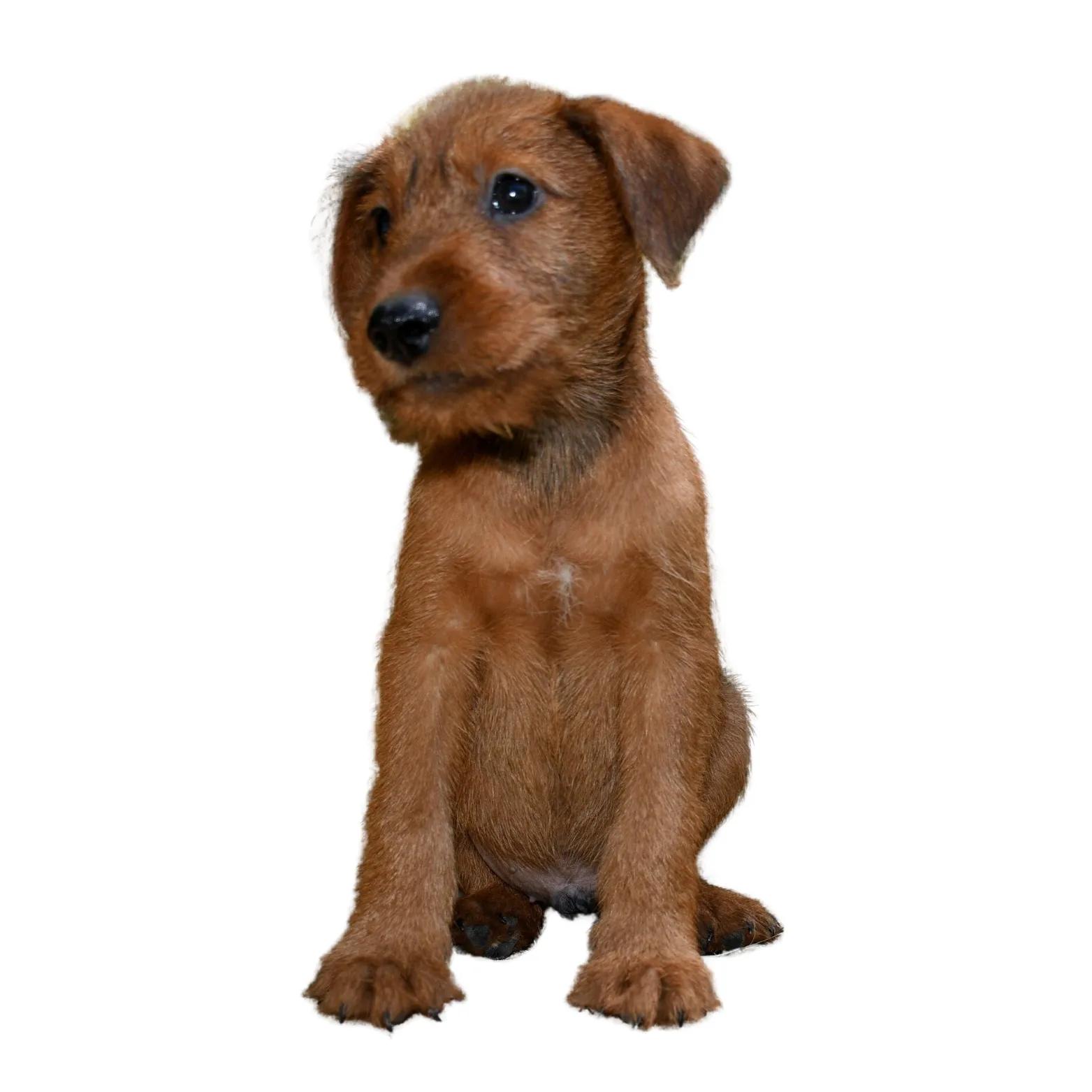Irish Terrier puppy full of energy