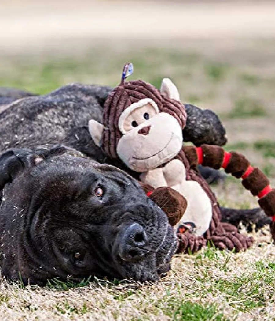 is tug of war bad for dogs