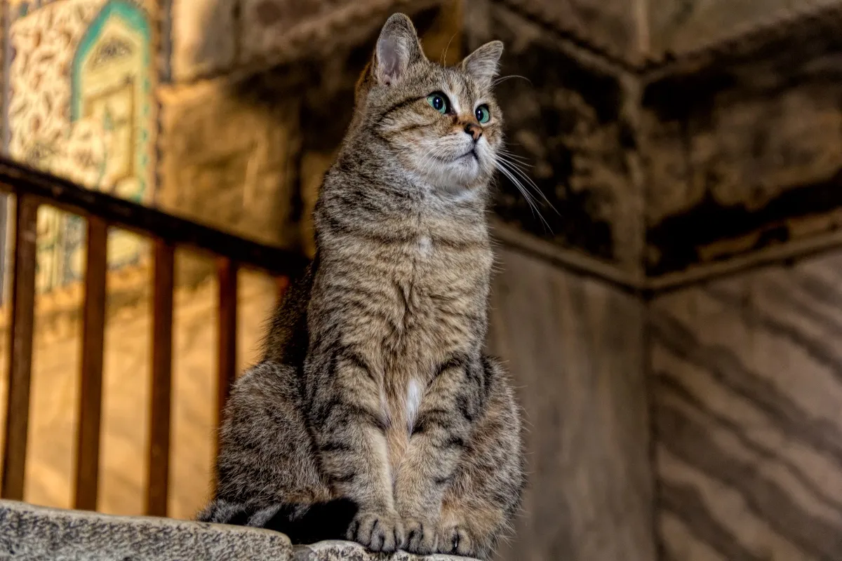 Istanbul mosque cat