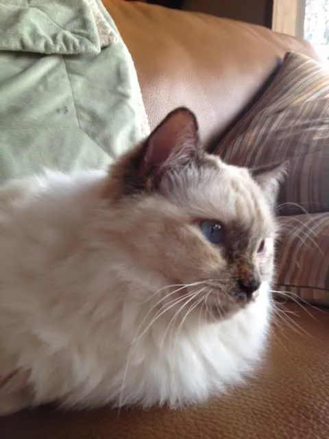 Ivy, blue cream tortie Ragdoll loved by Gina