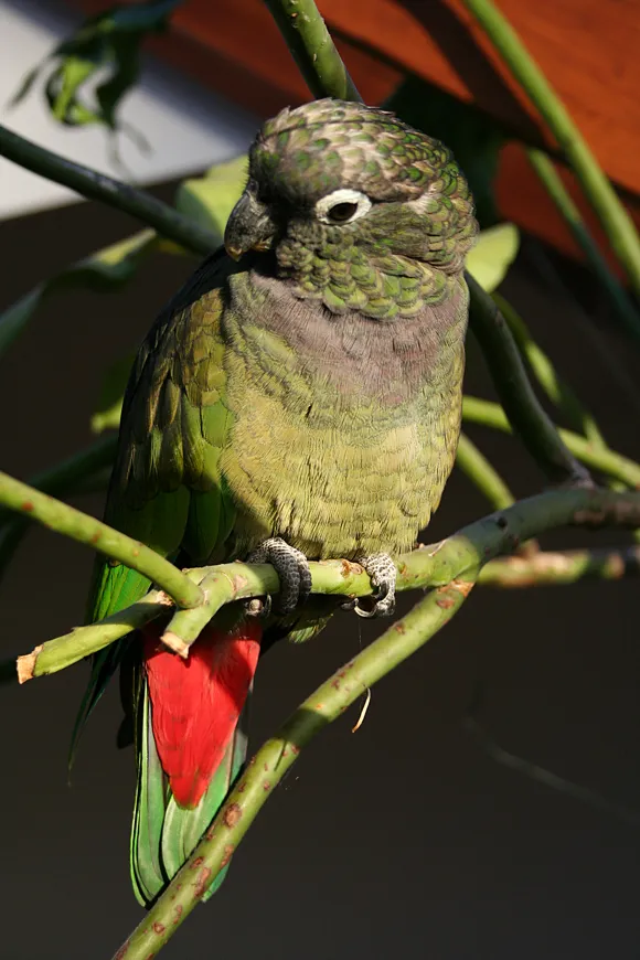 Jabba, a Maximilian’s Pionus female, displaying the red vent splash