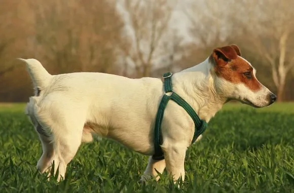 Jack Russell Terrier full of energy
