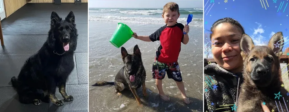 Jagermeister German Shepherd is another top-class experienced Working Line German Shepherd breeder located in New Jersey