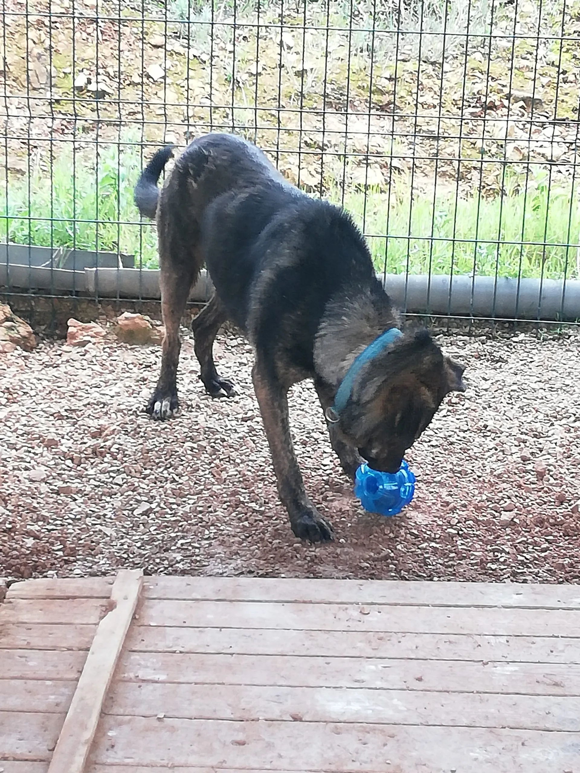 Jambo playing with Kong