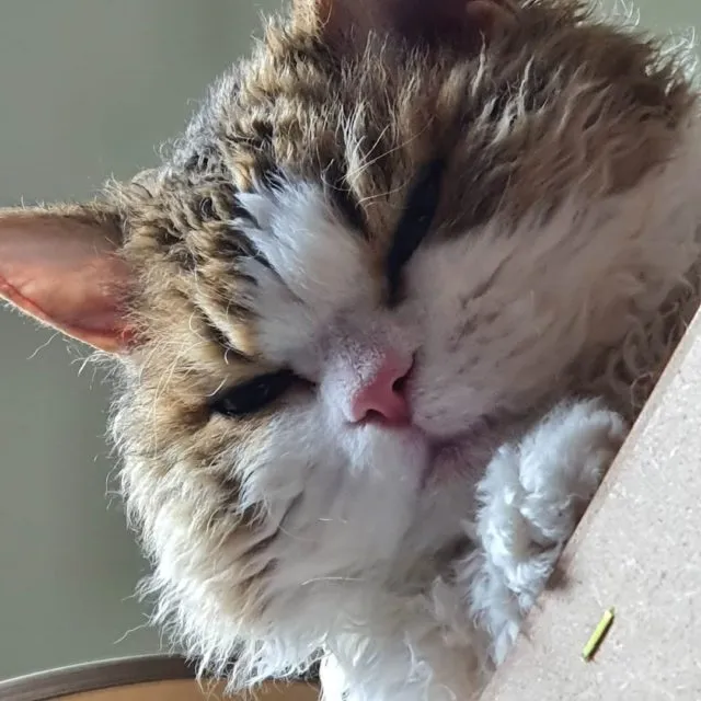 Jangchunok Eom Selkirk Rex with dense, curly fur texture