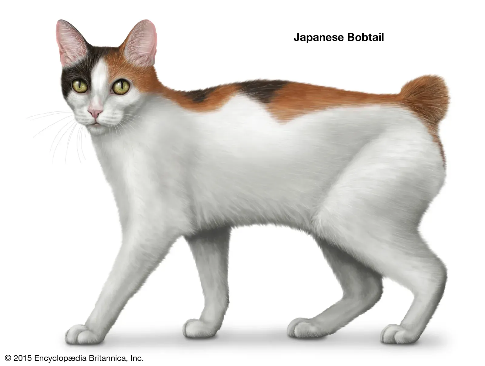 Japanese Bobtail cat featuring its distinctive pom-pom tail