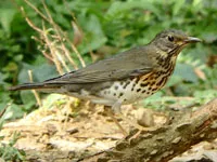 Japanese Thrush male with mostly black plumage and a white, black-spotted belly in Taiwan