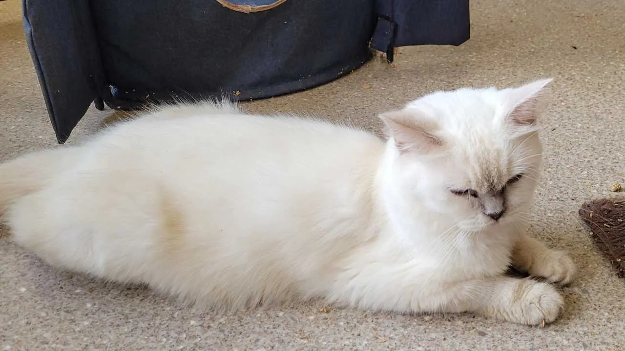 Jarrah Miss Layla, 5-year-old lilac point female