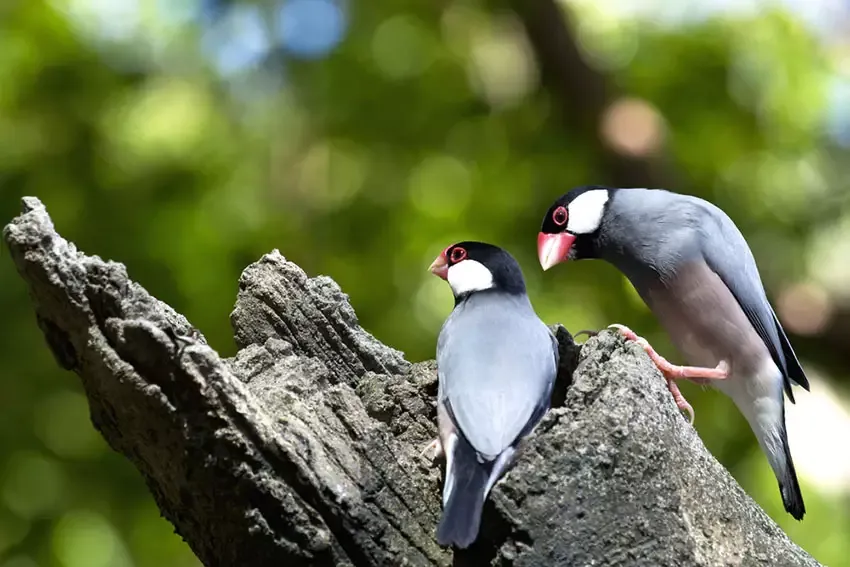Java Sparrow pair building nest in natural habitat