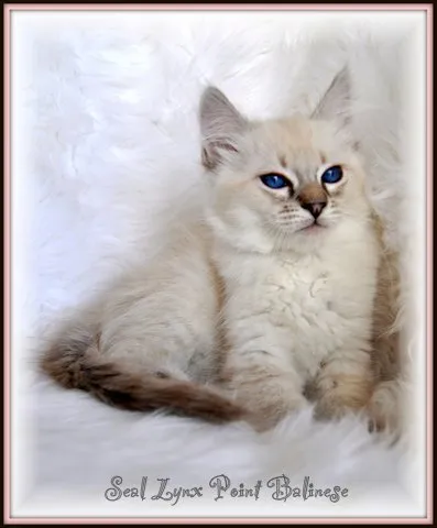 Javanese Lynx Point example