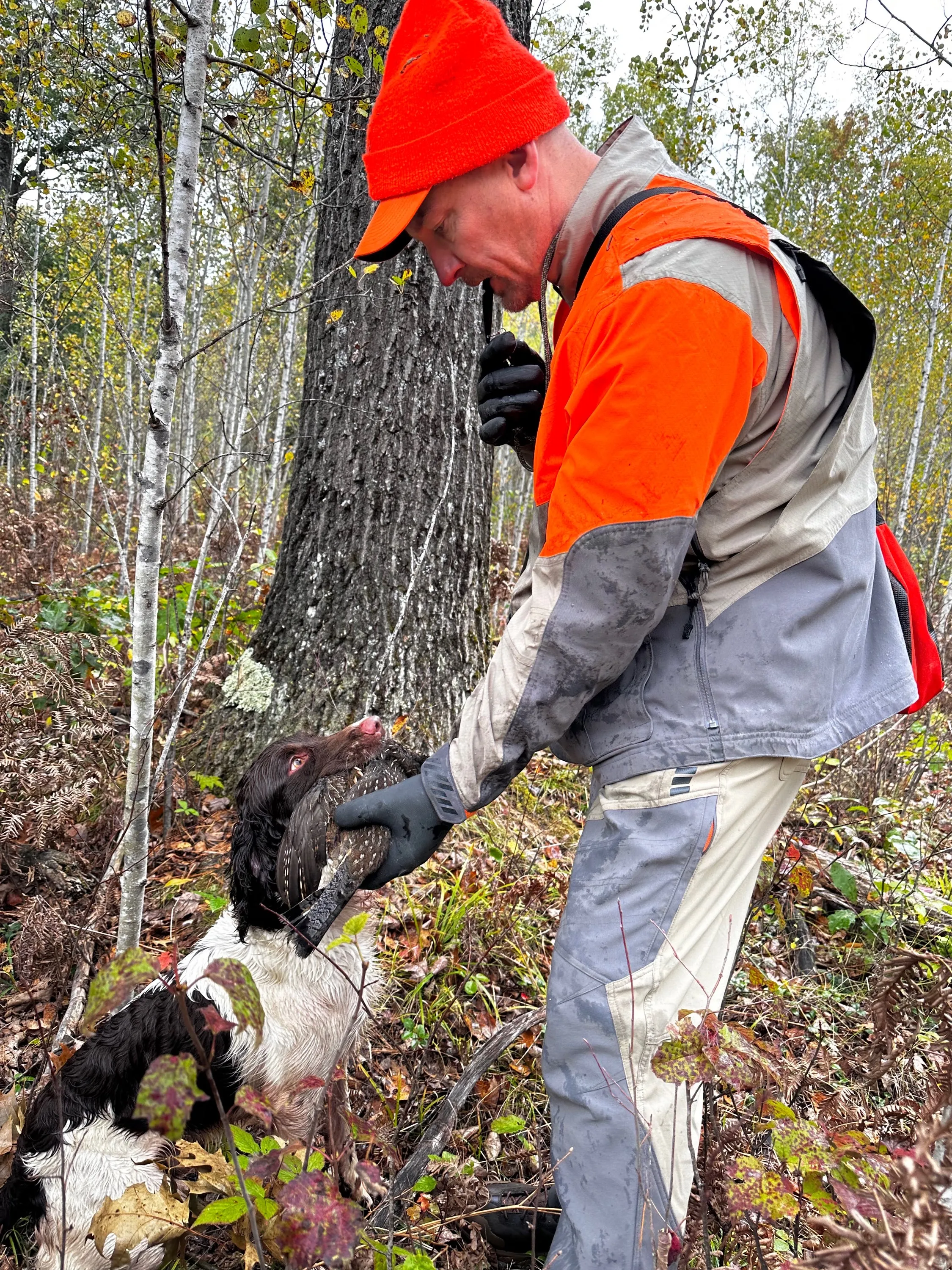 Jeff and Frasier, a hunting dog team, navigating through a field during a training session or hunt.