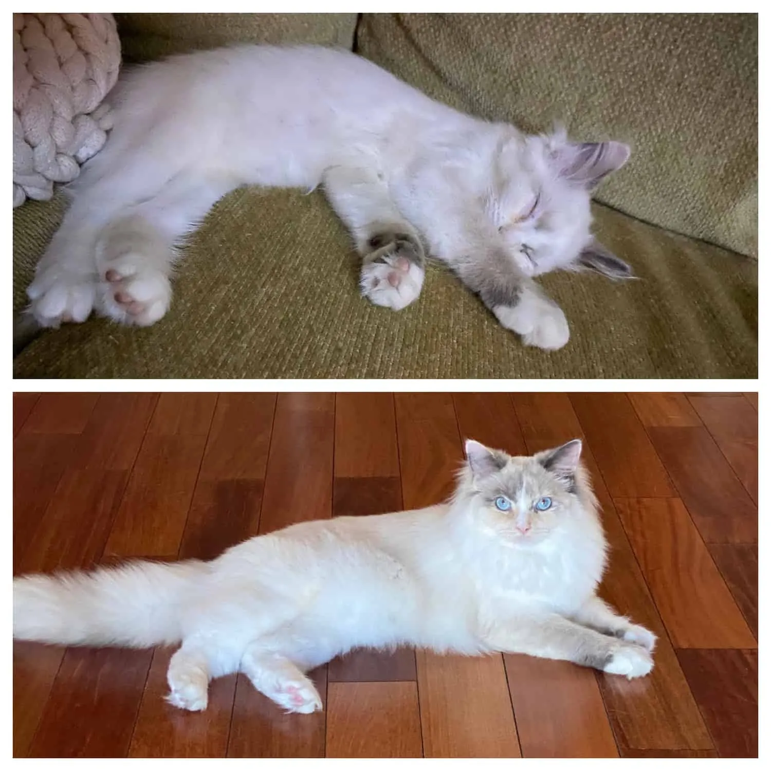 Jingle, a blue cream tortie Ragdoll cat loved by Kim, as kitten and adult